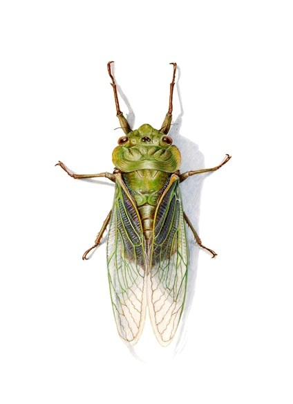 Cicada-Diamond /15g-4,7cm, 20g-5,3cm/ green - Straideris